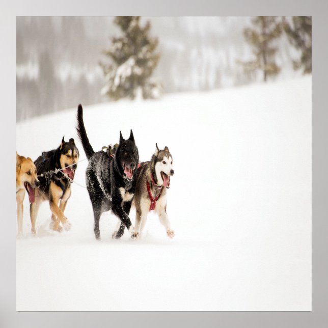 Póster Alaska husky dogs racing in snow (Frente)
