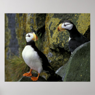 Póster Alaska, Isla de San Pablo, las Pribilof, cornuda