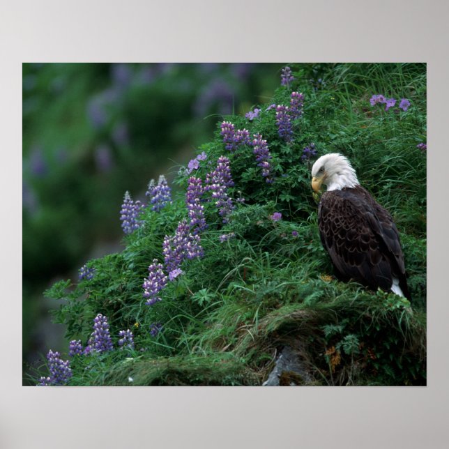Póster Alaska, Isla Unalaska, águila calva entre Nootka (Frente)