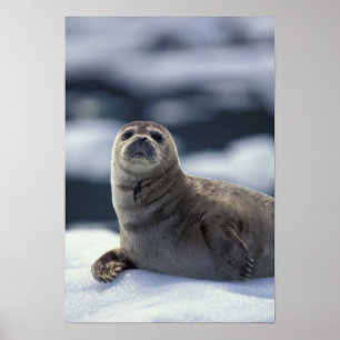 Póster Alaska, región sureste Sello del puerto en el hiel