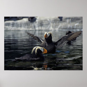 Póster Alaska Tufted puffins