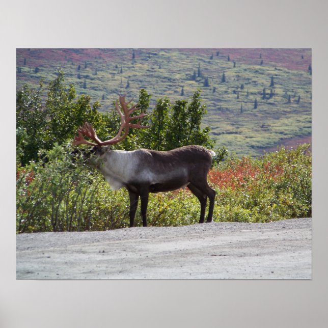Póster Alaskan Caribou Poster Print (Frente)
