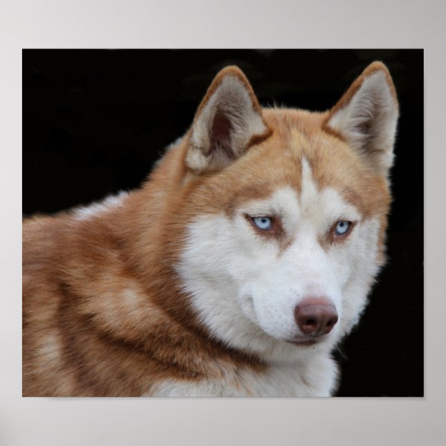 Póster Alaskan Husky Dog (Frente)