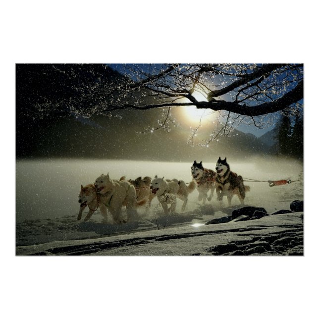 Póster Alaskan Husky Dog Sled Race (Anverso)