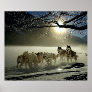 Póster Alaskan Husky Dog Sled Race
