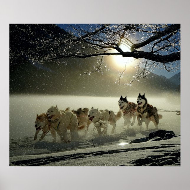 Póster Alaskan Husky Dog Sled Race (Frente)