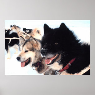 Póster Alaskan Husky Love