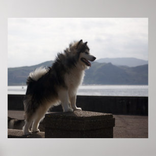 Póster Alaskan Malamute