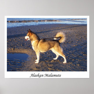 Póster Alaskan Malamute