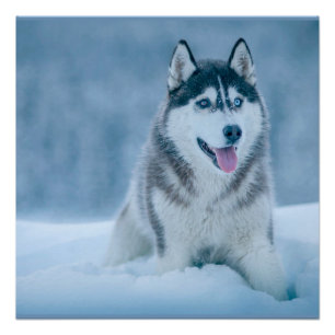 Póster Alaskan Malamute caminando sobre un campo de nieve