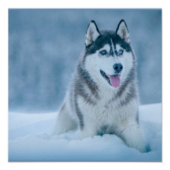 Póster Alaskan Malamute caminando sobre un campo de nieve (Anverso)