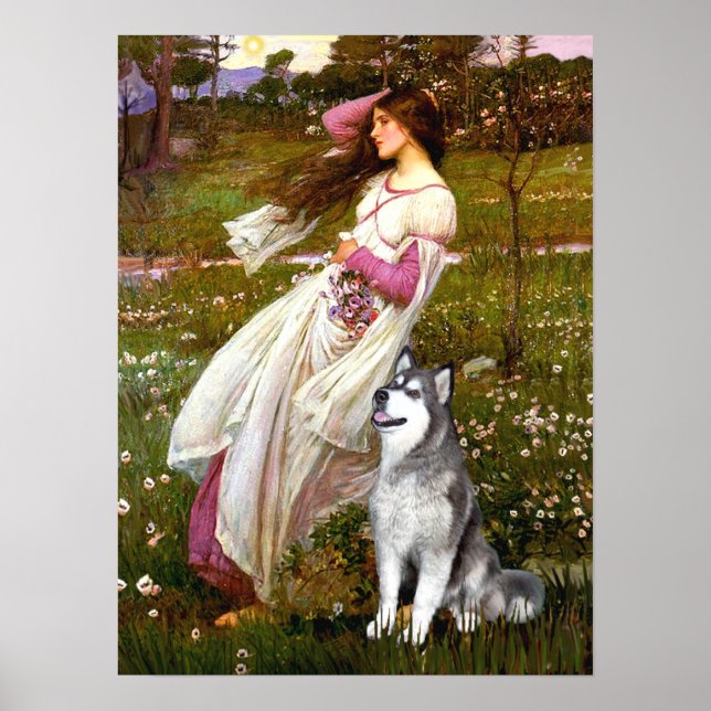 Póster Alaskan Malamute - Flores de viento (Frente)