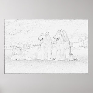 Póster Alaskan Malamutes