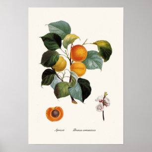 Póster Albaricoque