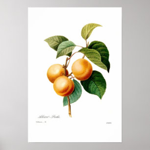 Póster Albaricoque