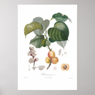 Póster Albaricoque, albaricoque temprano
