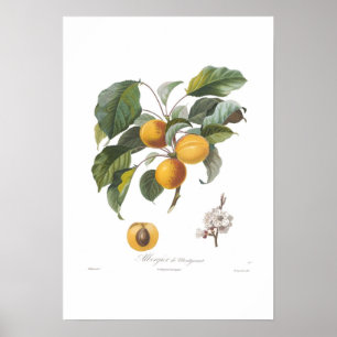 Póster Albaricoque-Albergia de Montgamet