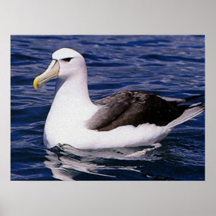 Póster Albatros