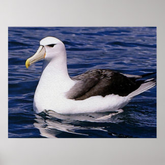 Póster Albatros