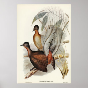 Póster Albert Lyre-Bird (Menura Alberti) ilustrado por E