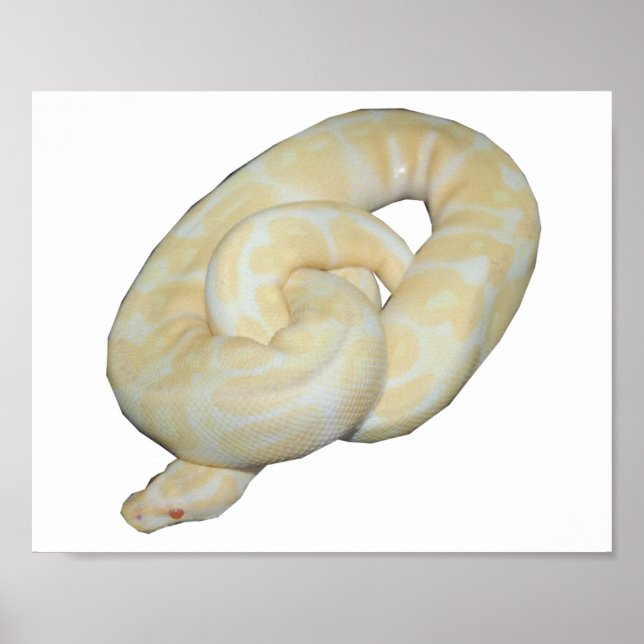 Póster Albino Bumble Bee (Frente)