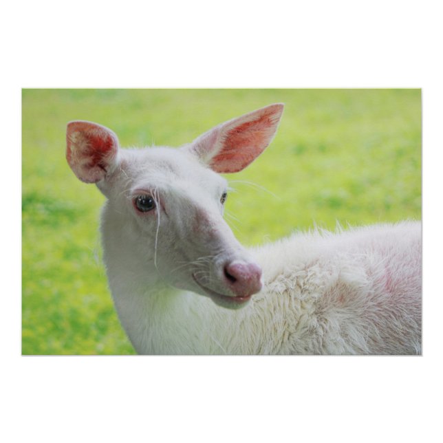 Póster Albino Deer (Anverso)