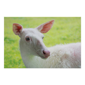 Póster Albino Deer