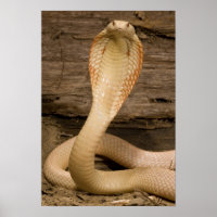 Albino Monacled Cobra, Naja kaouthia, enrollado