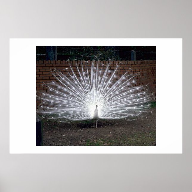 Póster Albino Peacock (Frente)