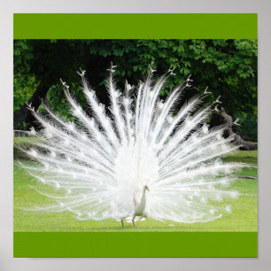 Póster Albino-Peacock
