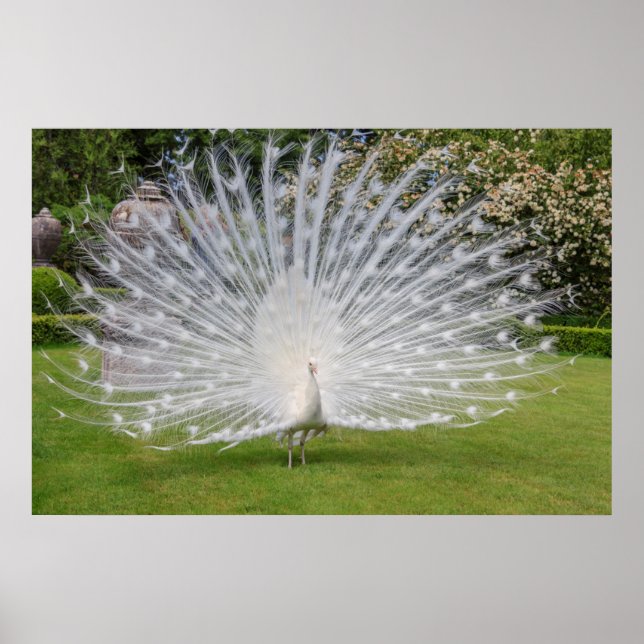 Póster Albino Peacock Muestra Fethers (Frente)