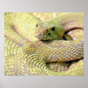 Póster Albino RattleSnake Poster
