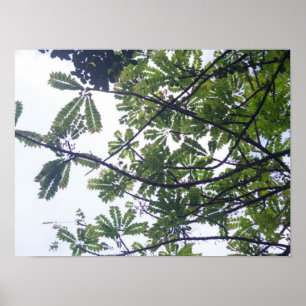 Póster Albizia adianthifoli