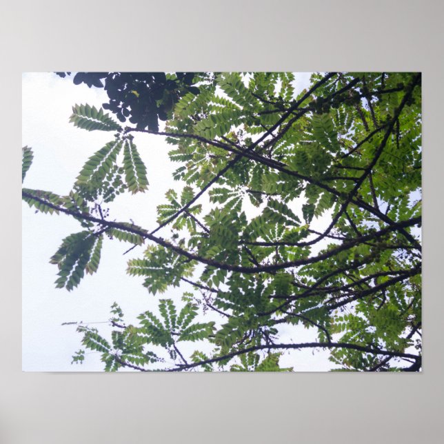 Póster Albizia adianthifoli (Frente)