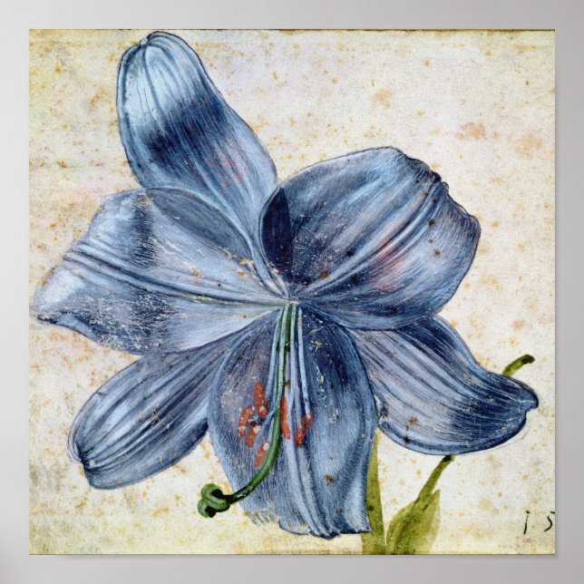 Póster Albrecht Durer - Estudio De Una Lily (Frente)