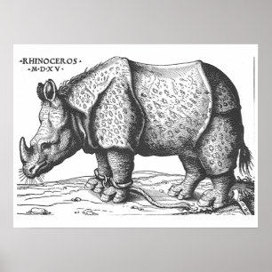 Póster Albrecht Durer - Rhinoceros