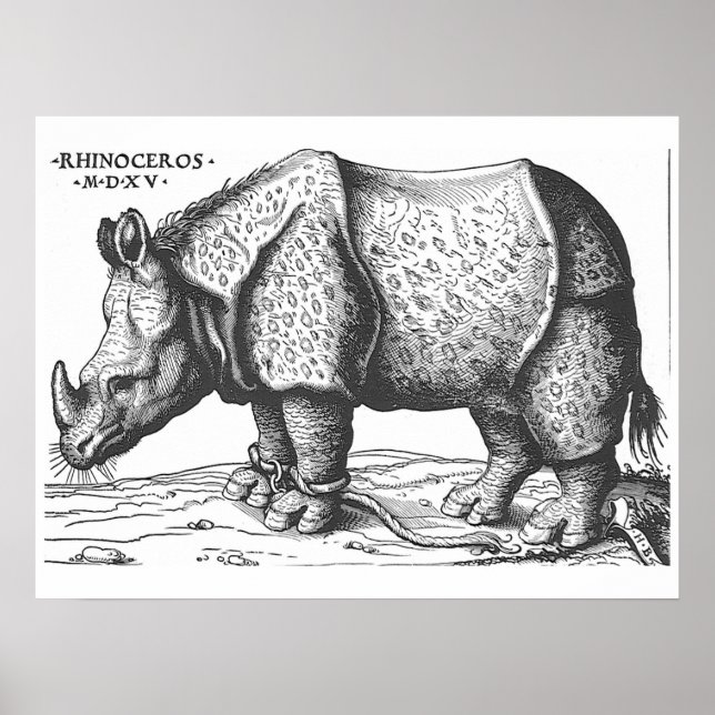 Póster Albrecht Durer - Rhinoceros (Frente)