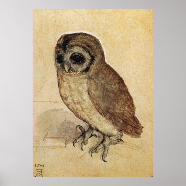 Póster Albrecht Durer The Little Owl (Frente)