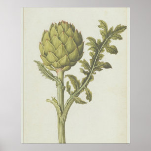 Póster Alcachofa: Scolymus del Cynara, c.1568