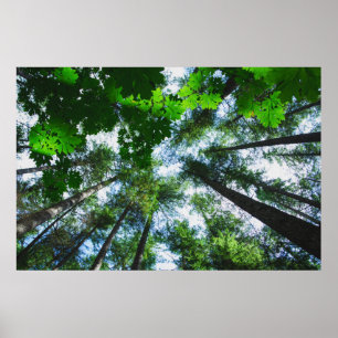 Póster Alcance para la fotografía del árbol del cielo