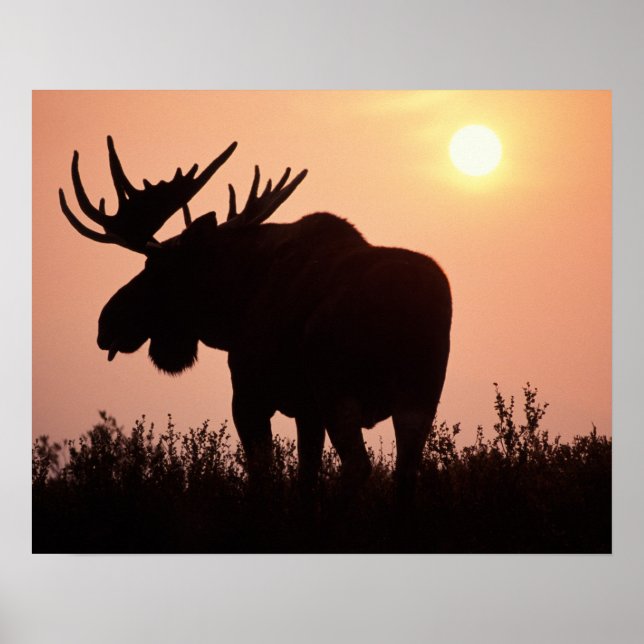Póster alce, Alces alces, toro con grandes cuernos, (Frente)