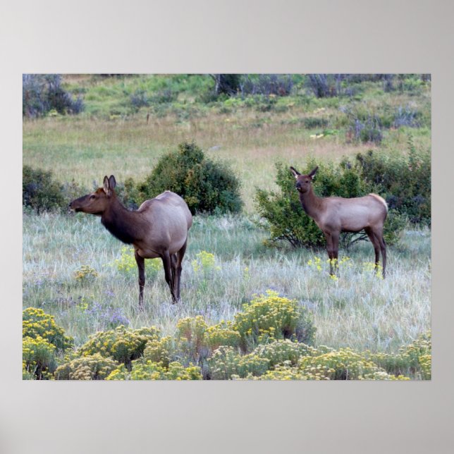 Póster Alce Americano | Colorado (Frente)