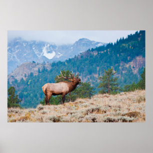 Póster Alce (Cervus Elephus) Bull Bugling