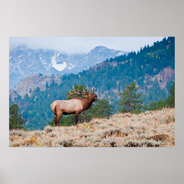 Póster Alce (Cervus Elephus) Bull Bugling (Frente)