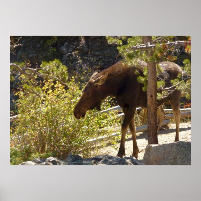 Póster Alce de Montaña Rocosa (Frente)