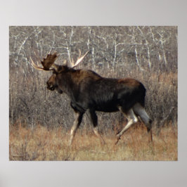 Póster Alce M8 Toro en Maleza
