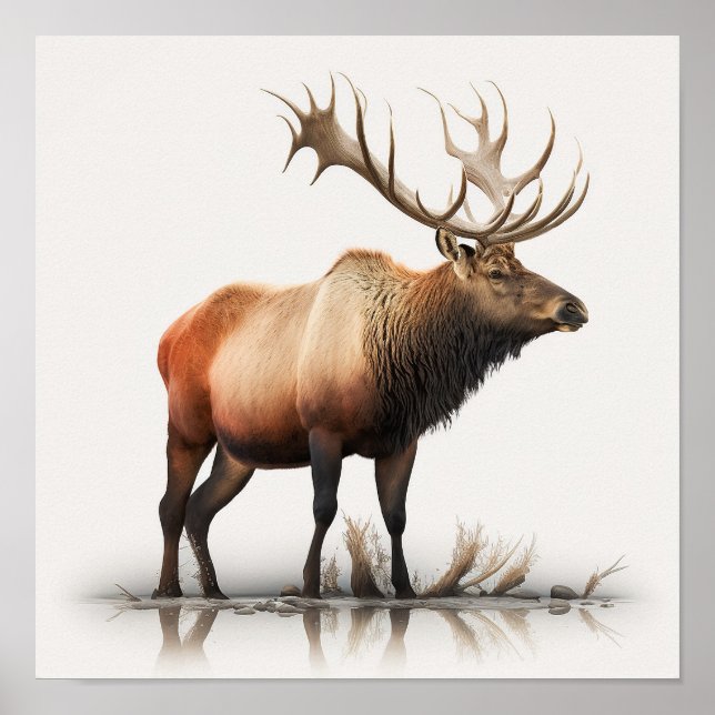 Póster Alce macho (Frente)