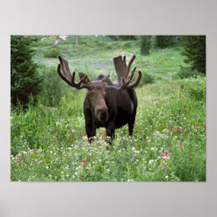 Póster Alce macho Alces alces) entre flores silvestres,