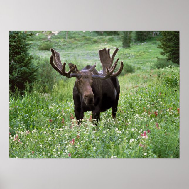 Póster Alce macho Alces alces) entre flores silvestres, (Frente)
