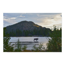 Alce macho, Amanecer, Lago Sprague, Colorado